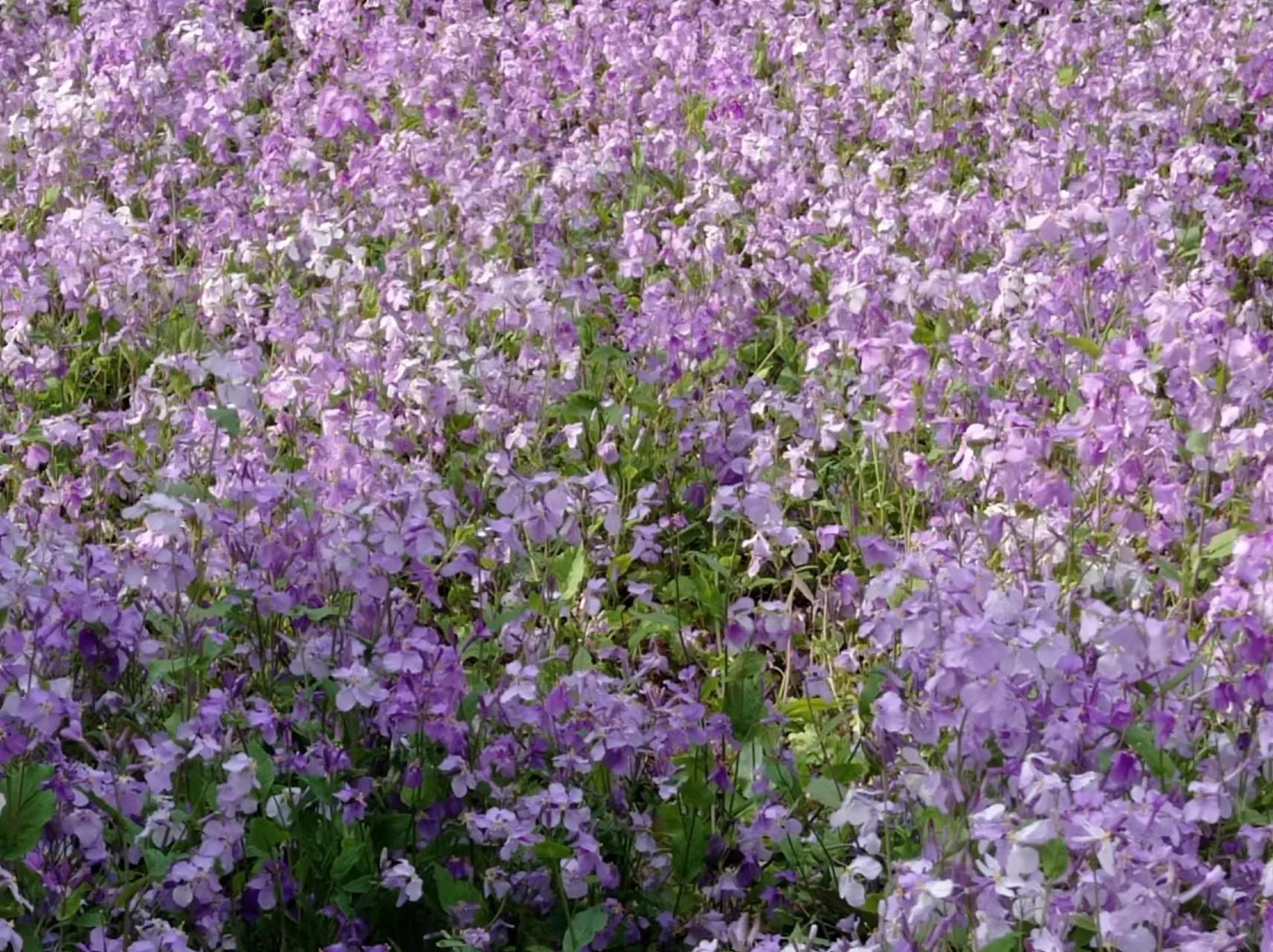 红叶诗五言全文,红叶的诗句古诗大全