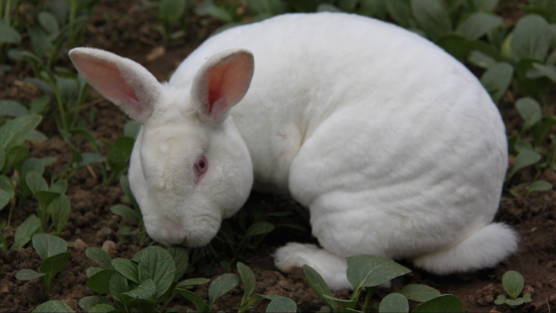 养兔技术与兔疾病防治的关系,养兔生病的症状