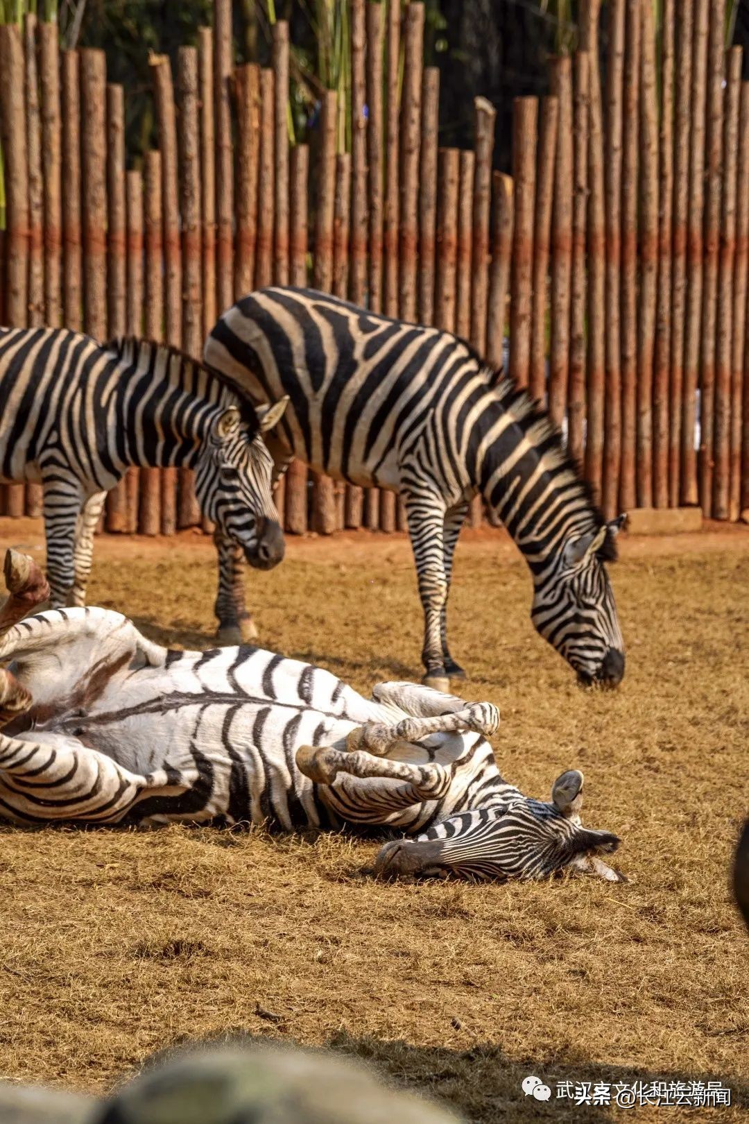 武汉小长假自由行攻略,武汉国庆小长假