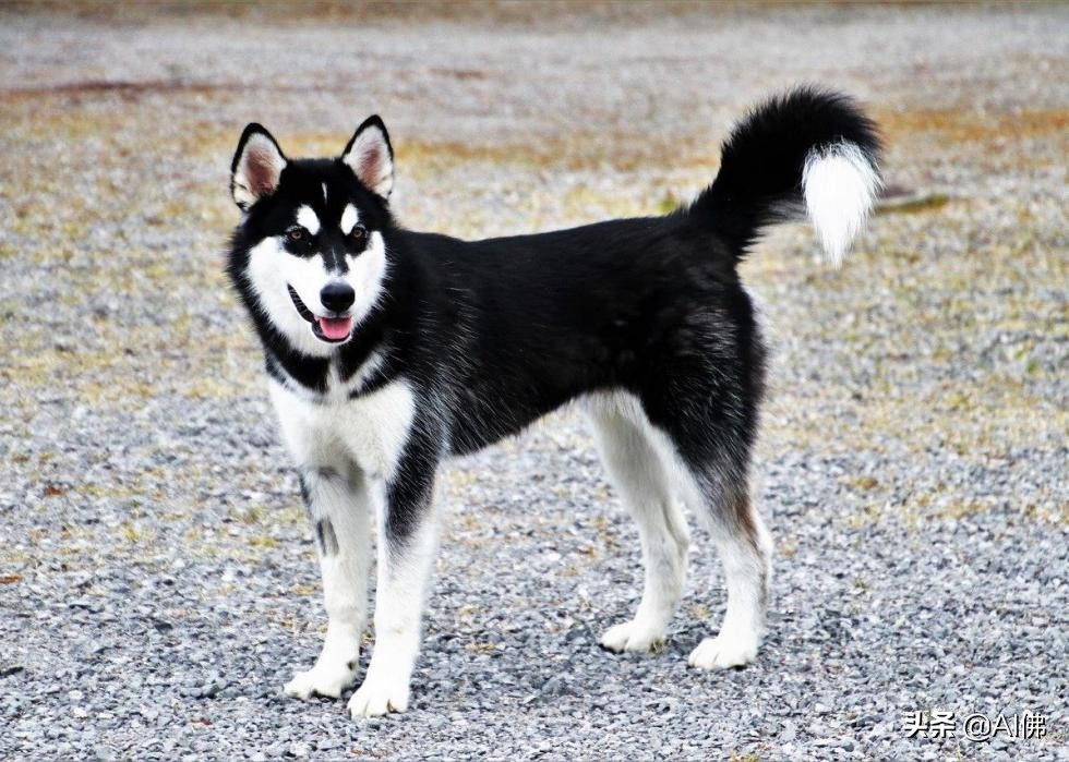 美国犬种有哪些,美国五大传奇犬种