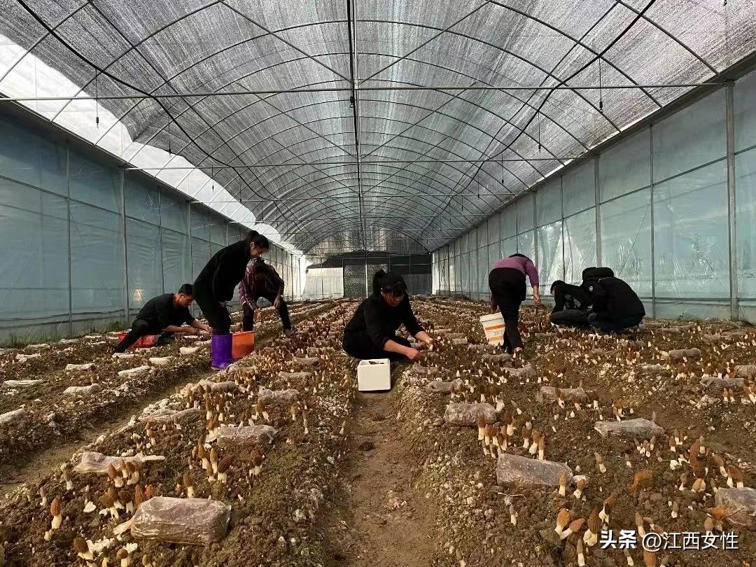 赣鄱巾帼创之创业创新篇丨刘金平:敢为争先拼经济小小羊肚菌撑起“致富伞”