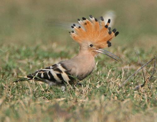 体型最大的乌龟有多大图片,背扁平的乌龟是什么龟