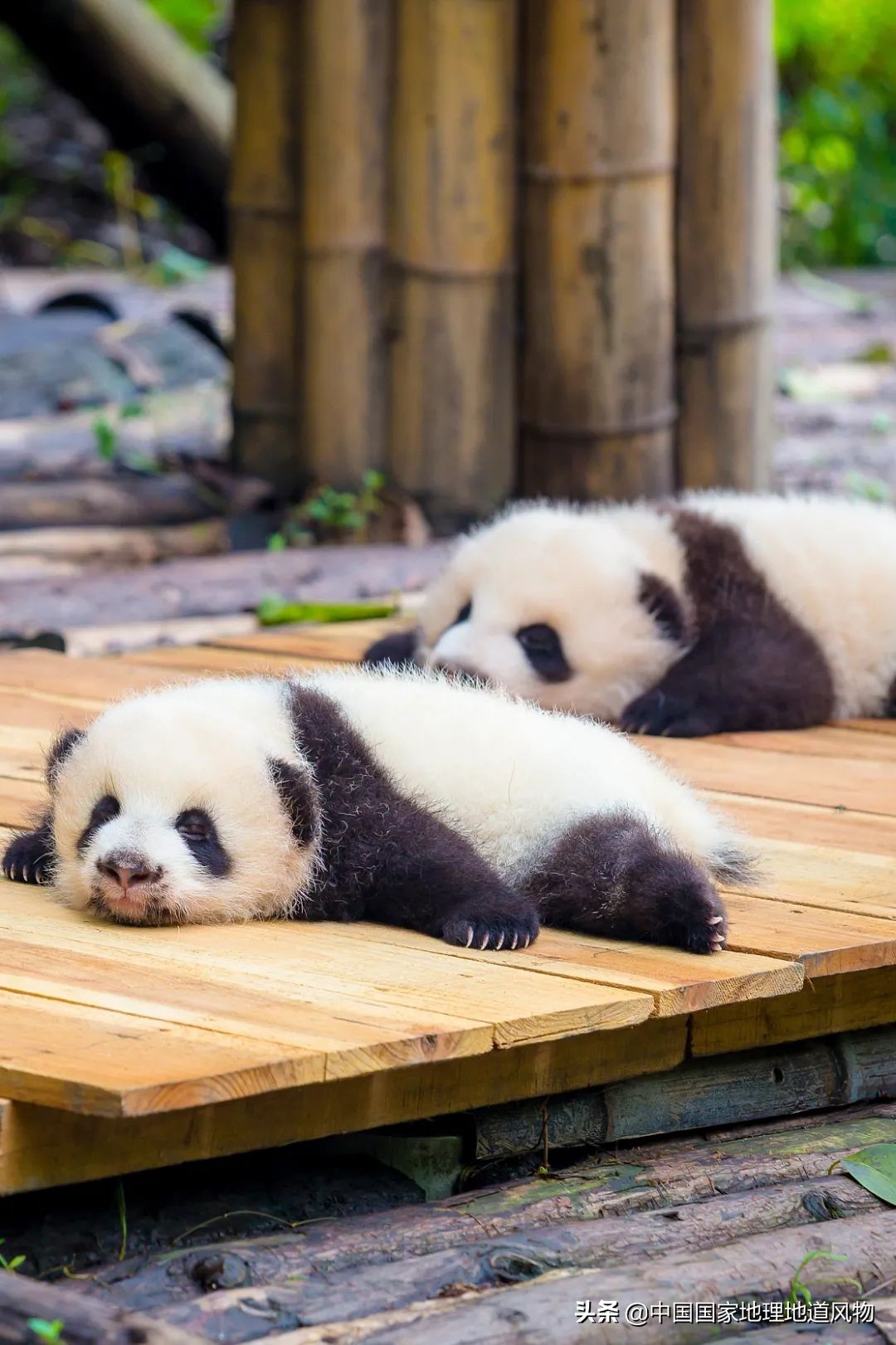钵钵鸡冷串串家常做法藤椒味,红油串串钵钵鸡凉面