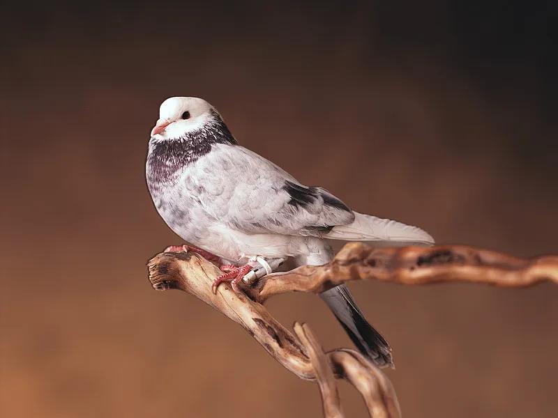 素食宠物食品,素食宠物零食有哪些品种