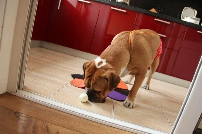 狗狗每天吃一根香蕉好吗,狗狗每天吃蛋黄会有问题吗