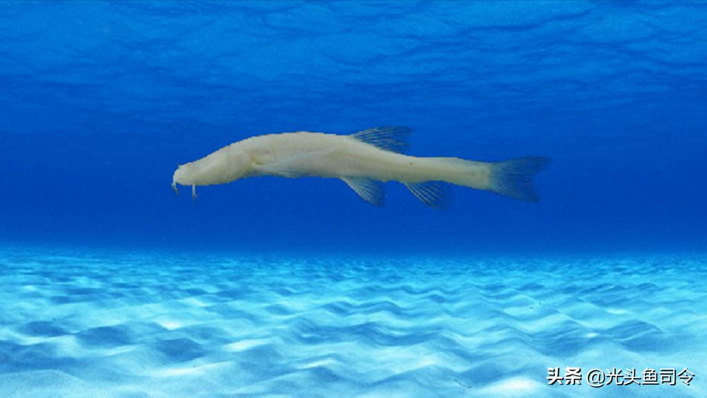 钓鱼钓到保护鱼种放了违法吗,钓鱼犯法的鱼类有哪些种类