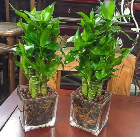 富贵竹观音竹盆栽叶子发黄怎么救,观音竹盆栽的养殖方法