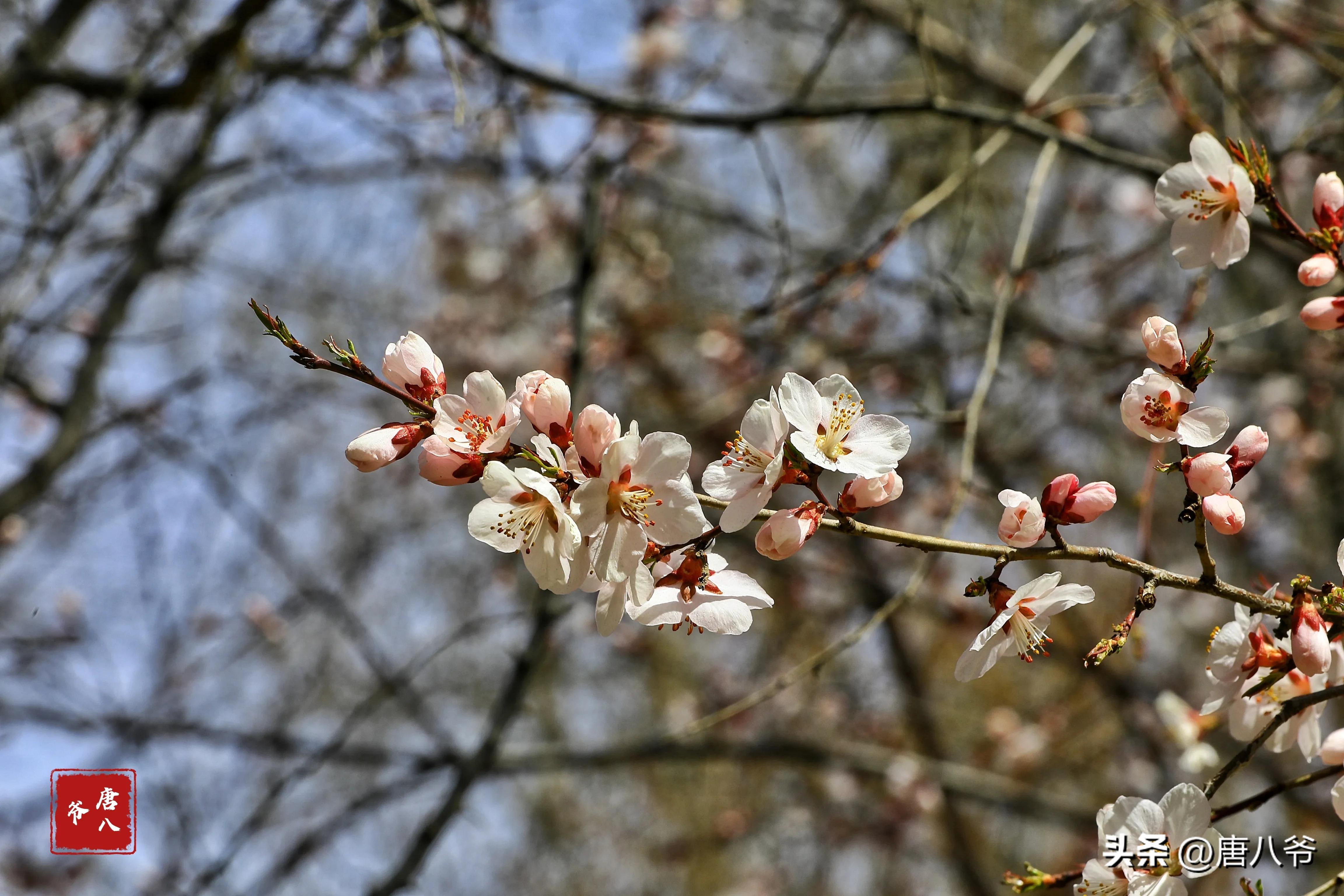 在春暖花开阳光明媚的日子里,在春暖花开的日子里歌曲