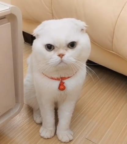 猫界顶流刘二豆,喵界顶流二豆