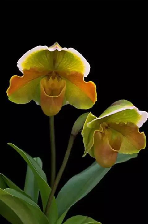 十种最有名的兰花图片,最美的100种兰花图片