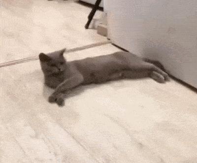 猫核酸检测有必要做吗,猫做核酸粤语视频