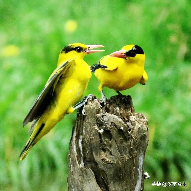 惊蛰惊动了哪些虫子,惊蛰惊虫