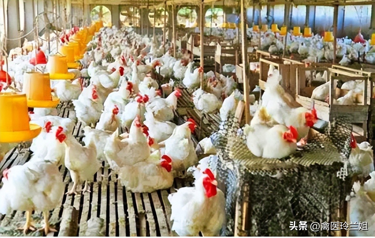 禽医玲兰姐讲鸡拉黑色粪便是什么病用什么药鸡拉黑色粪便喂什么