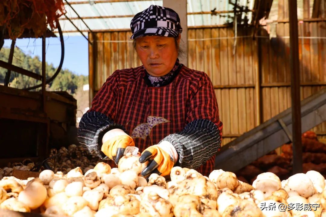 贵州威宁：哲觉小作坊变“大”工厂