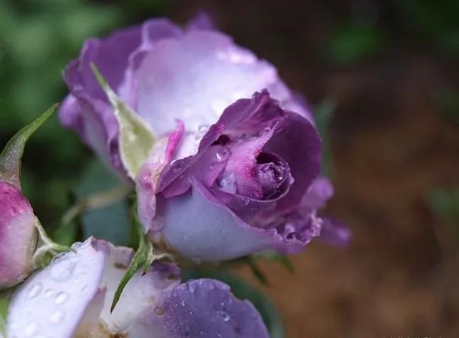 蓝色梦想树月季,蓝色梦想与什么蓝月季一样