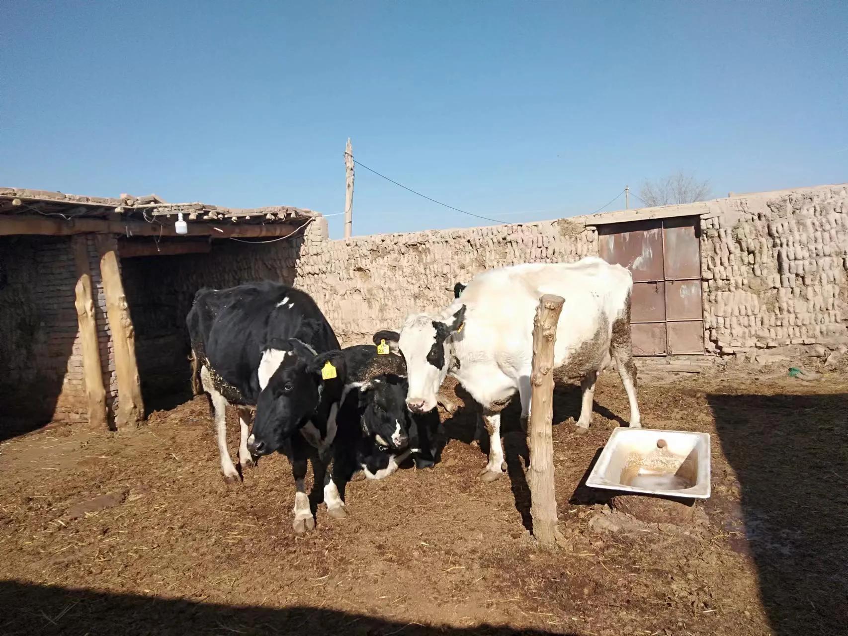 奶牛怎么养才产好牛奶,怎样做好奶牛的饲养管理