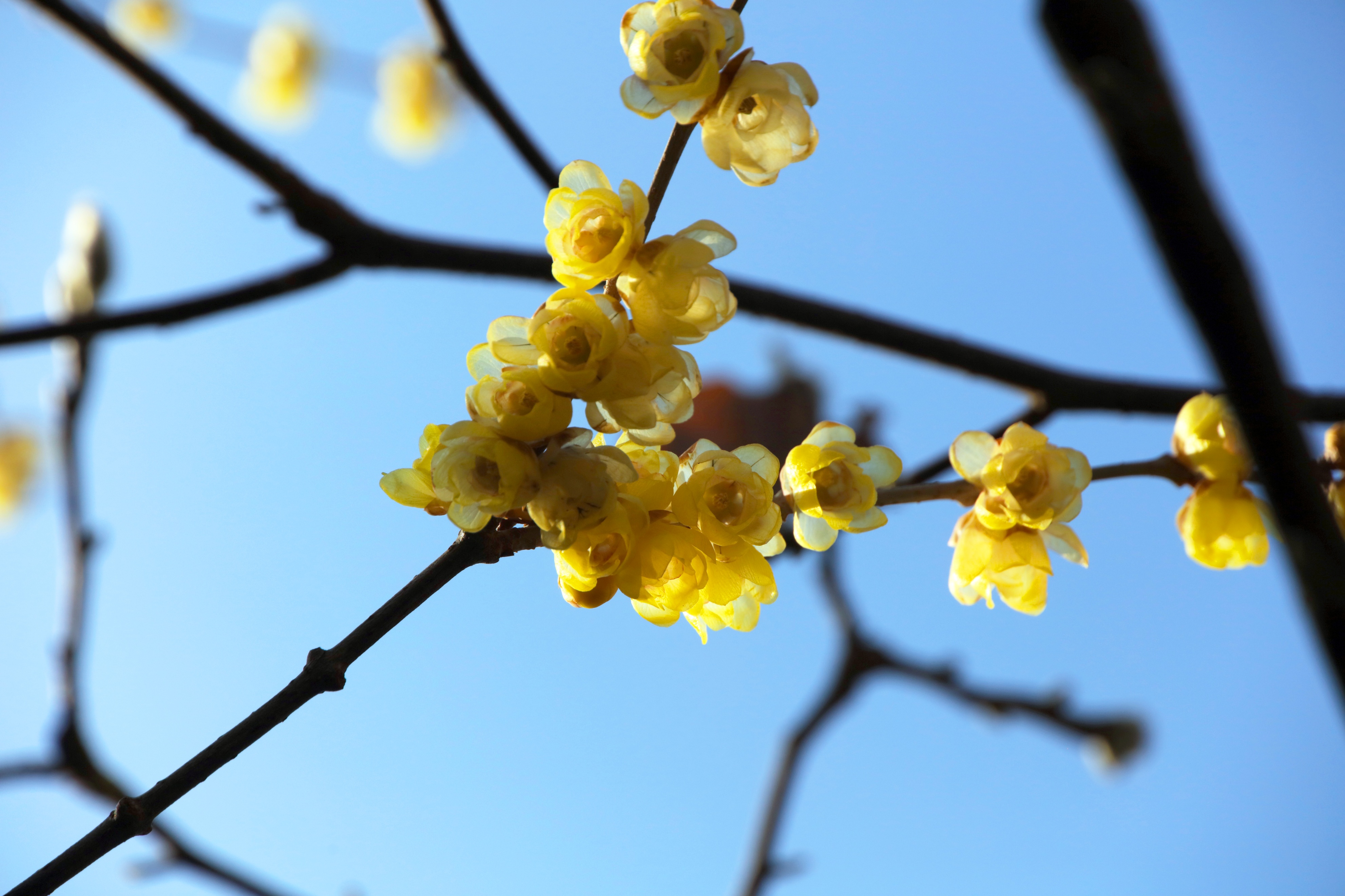 最美五四青年节的图片,五四青年节祝福动图表情