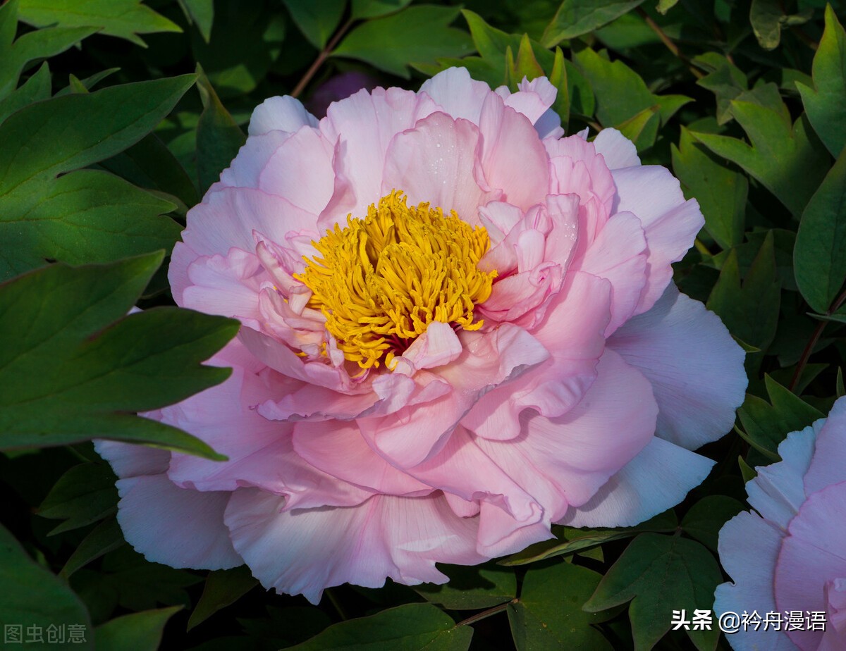 牡丹真国色花开时节动京城的意思,牡丹真国色花开时节动京城谁写的