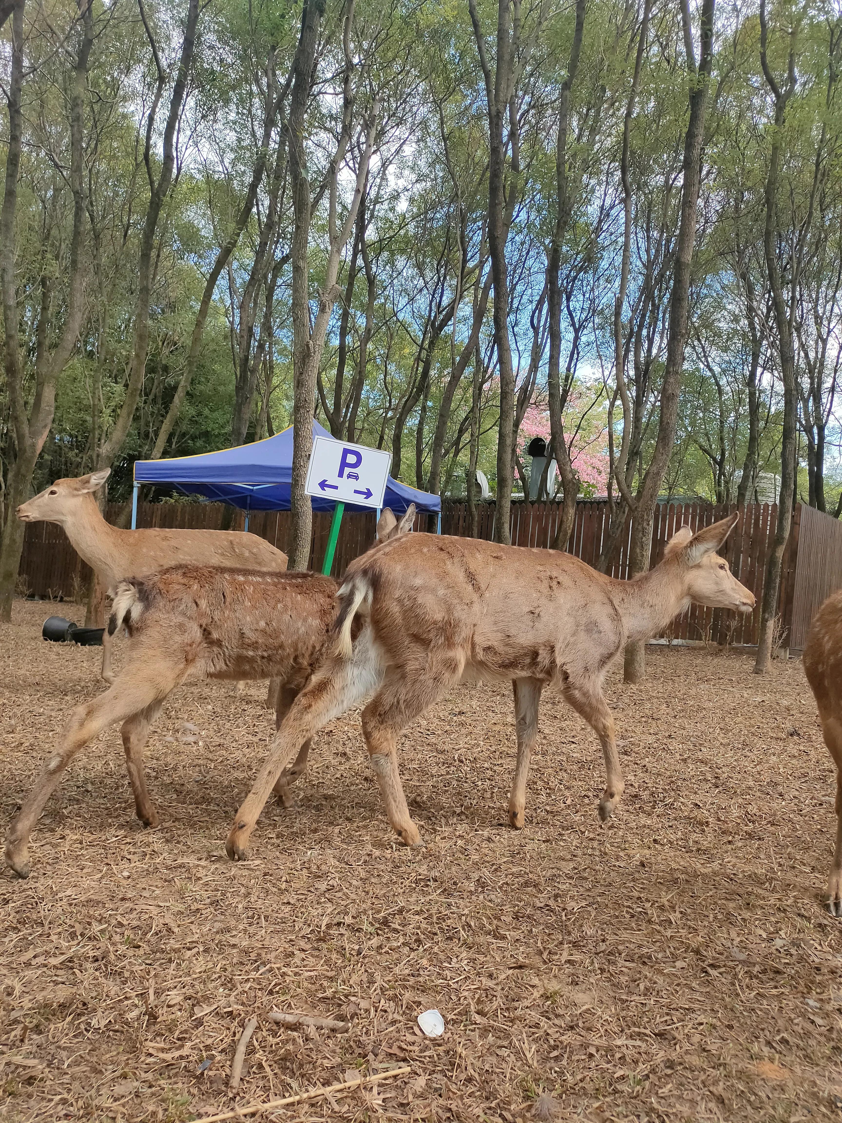 大鹿岛有什么好玩的吗值得去吗,广东英德仙鹿岛要门票吗