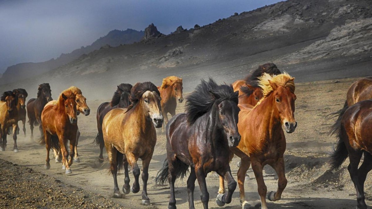 大揭秘为啥不吃马肉,马肉营养丰富为何中国人都不吃