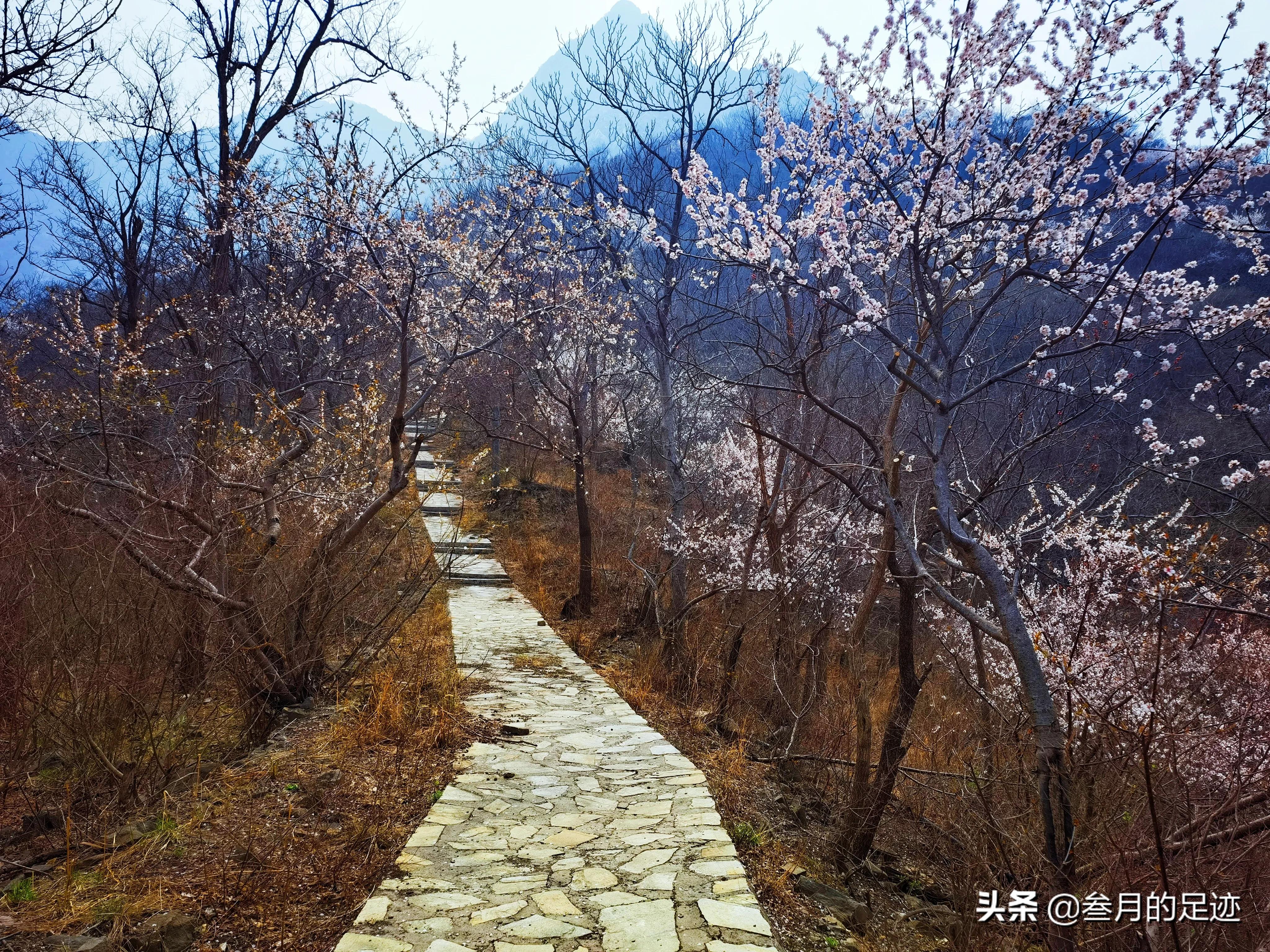 房山良乡踏春,最新房山踏春