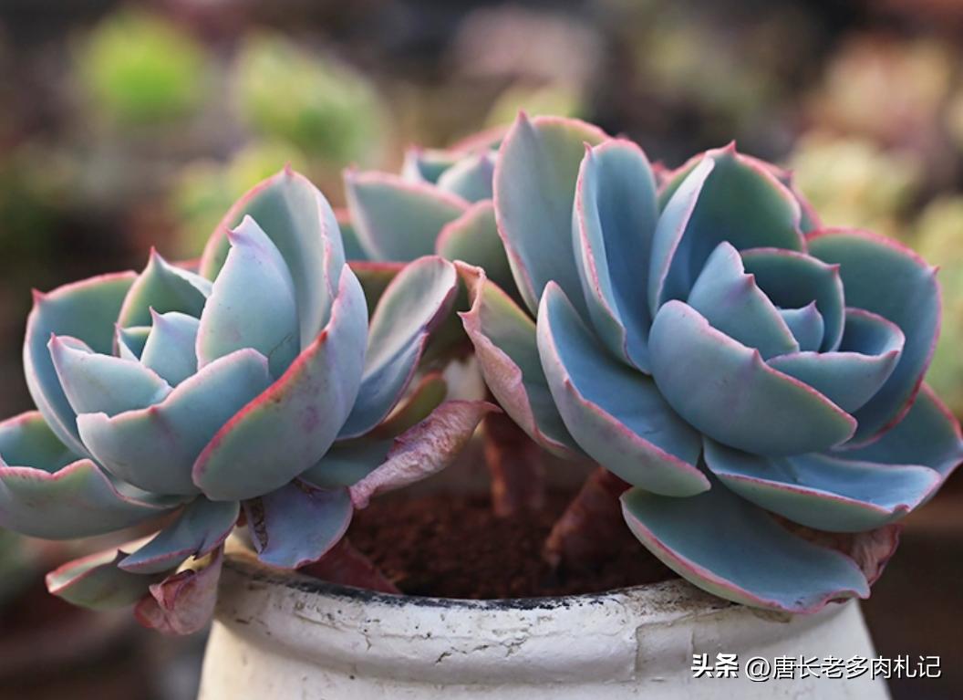 多肉达芬奇密码群生老桩,多肉达芬奇密码好养吗