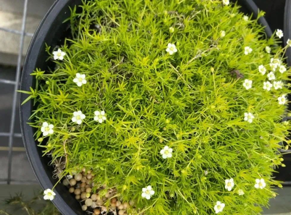 爱尔兰珍珠草盆栽,爱尔兰珍珠草的繁殖养护