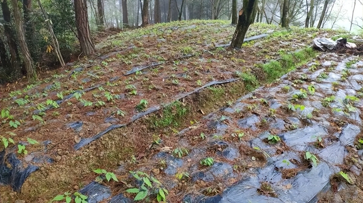 乡村振兴开局图,喜迎二十大建功新征程