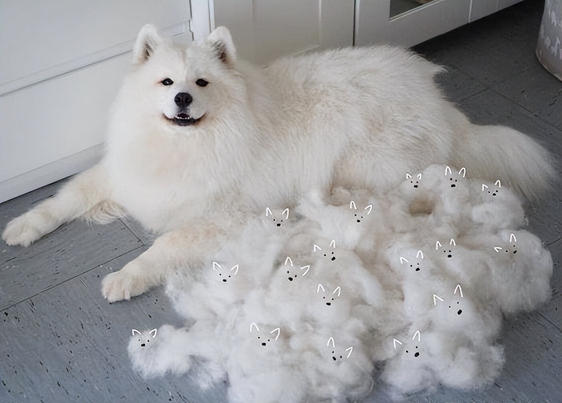 阿拉斯加和萨摩耶的优点和缺点,萨摩耶犬的缺点与优点