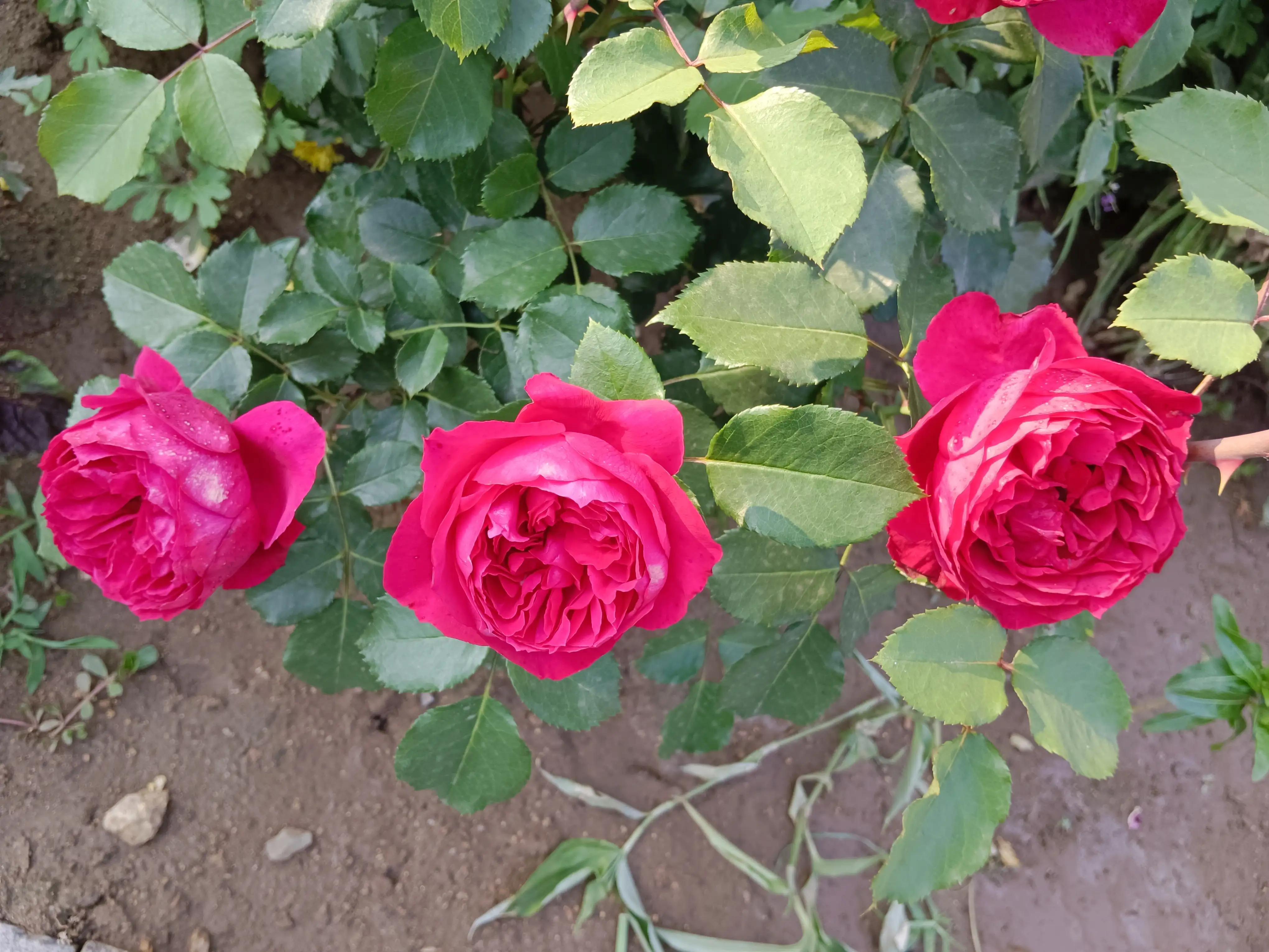 十大名楼古诗词,带有楼字的古诗词大全