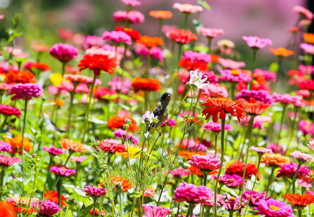 昆明三月赏花攻略出炉,昆明周边最美赏花打卡点