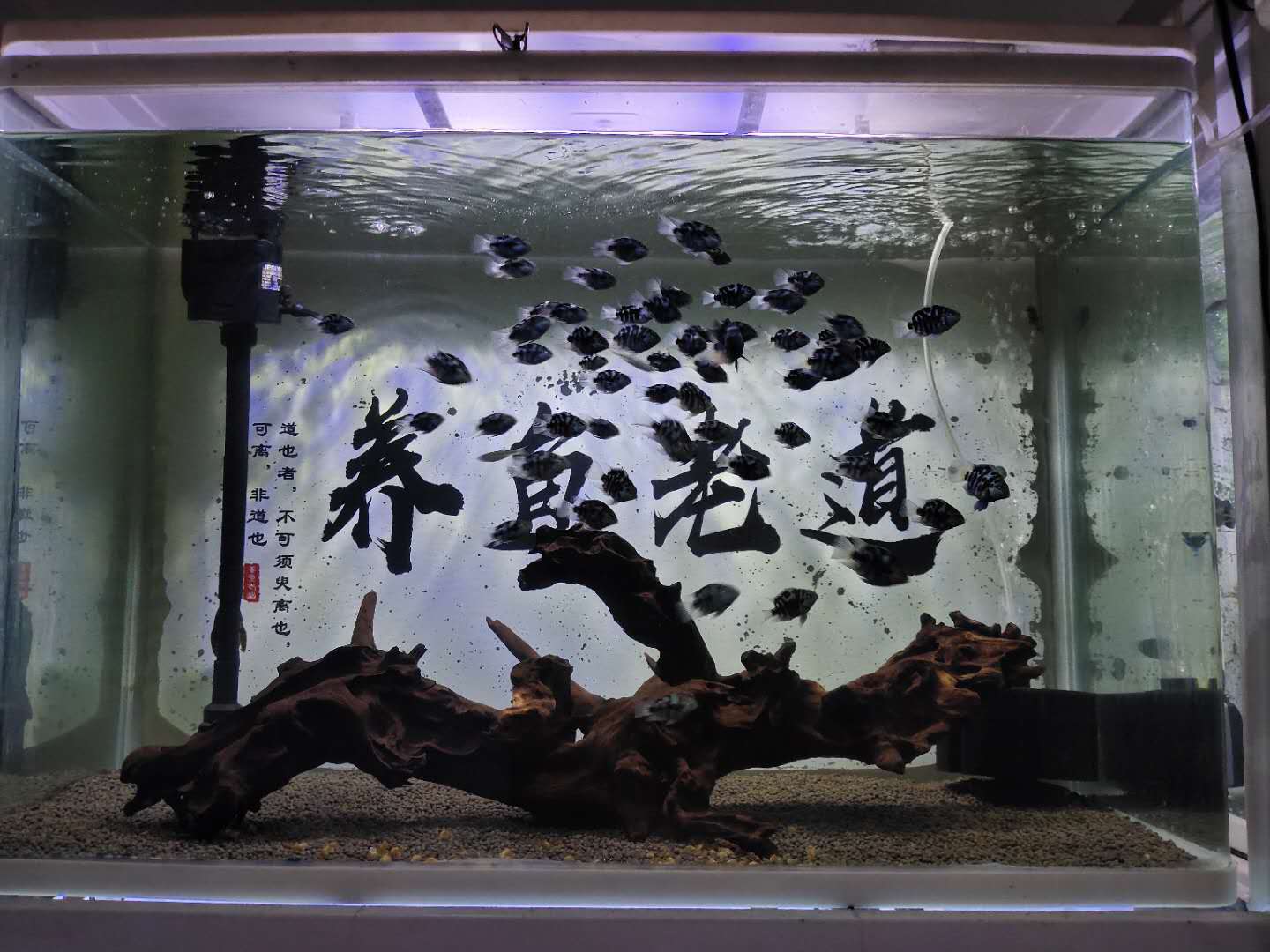 观赏鱼哪种鱼最好买,十大最好养的观赏鱼价格