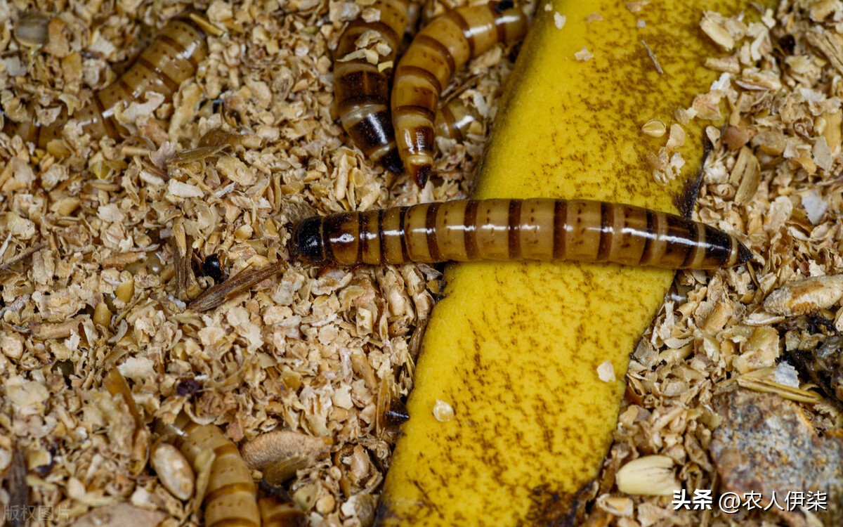 蝎子的市场行情可以养殖吗,养3000只蝎子投资多少钱