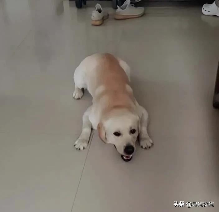 寻狗启事黑色拉布拉多犬郑州,郑州市哪里有卖拉布拉多犬