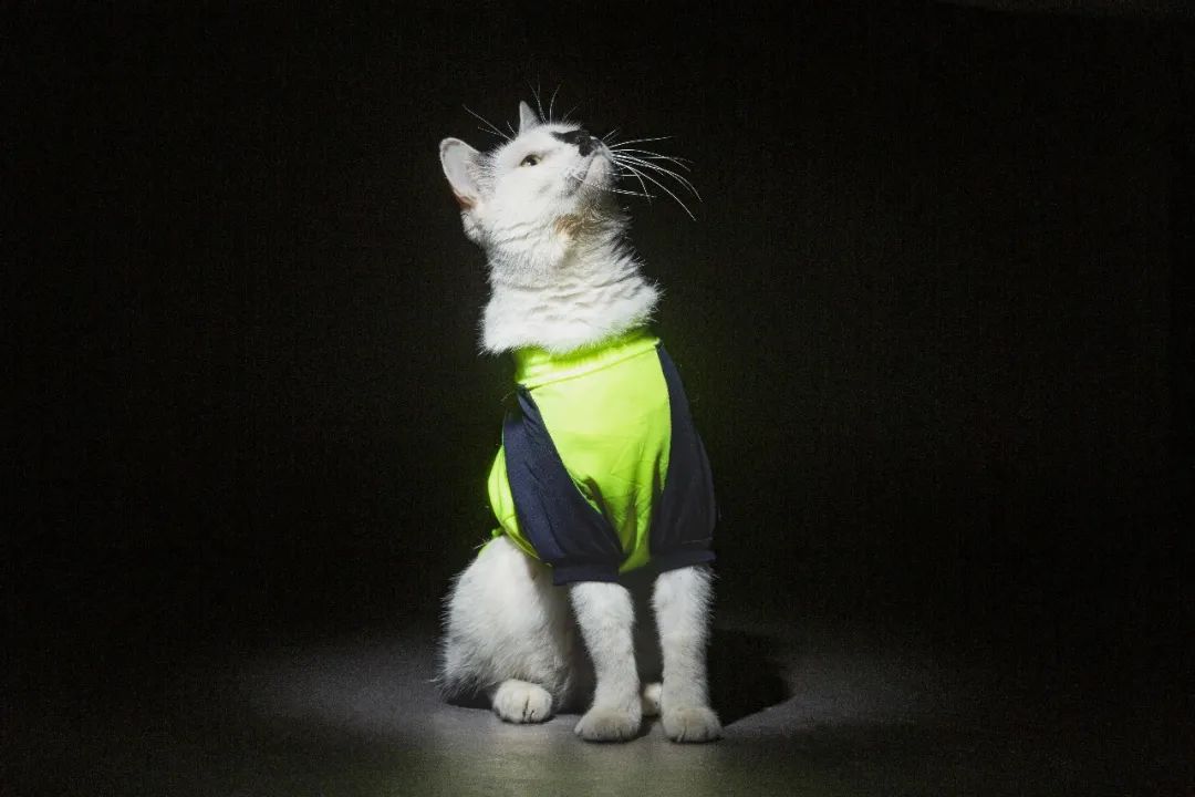 毛森森,观复猫毛森森