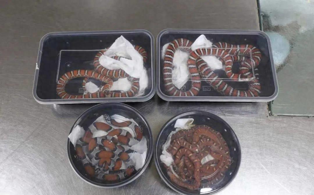 国外惊现巨型蝾螈,巨型暴蝾螈