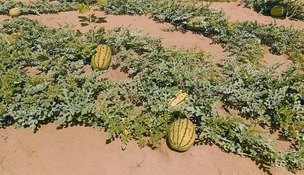 中国神奇胶水让沙漠变绿洲,中国科学家发明胶水沙子变土壤