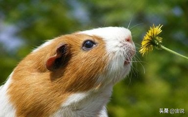 豚鼠的养殖前景,豚鼠的生活习性和生存环境