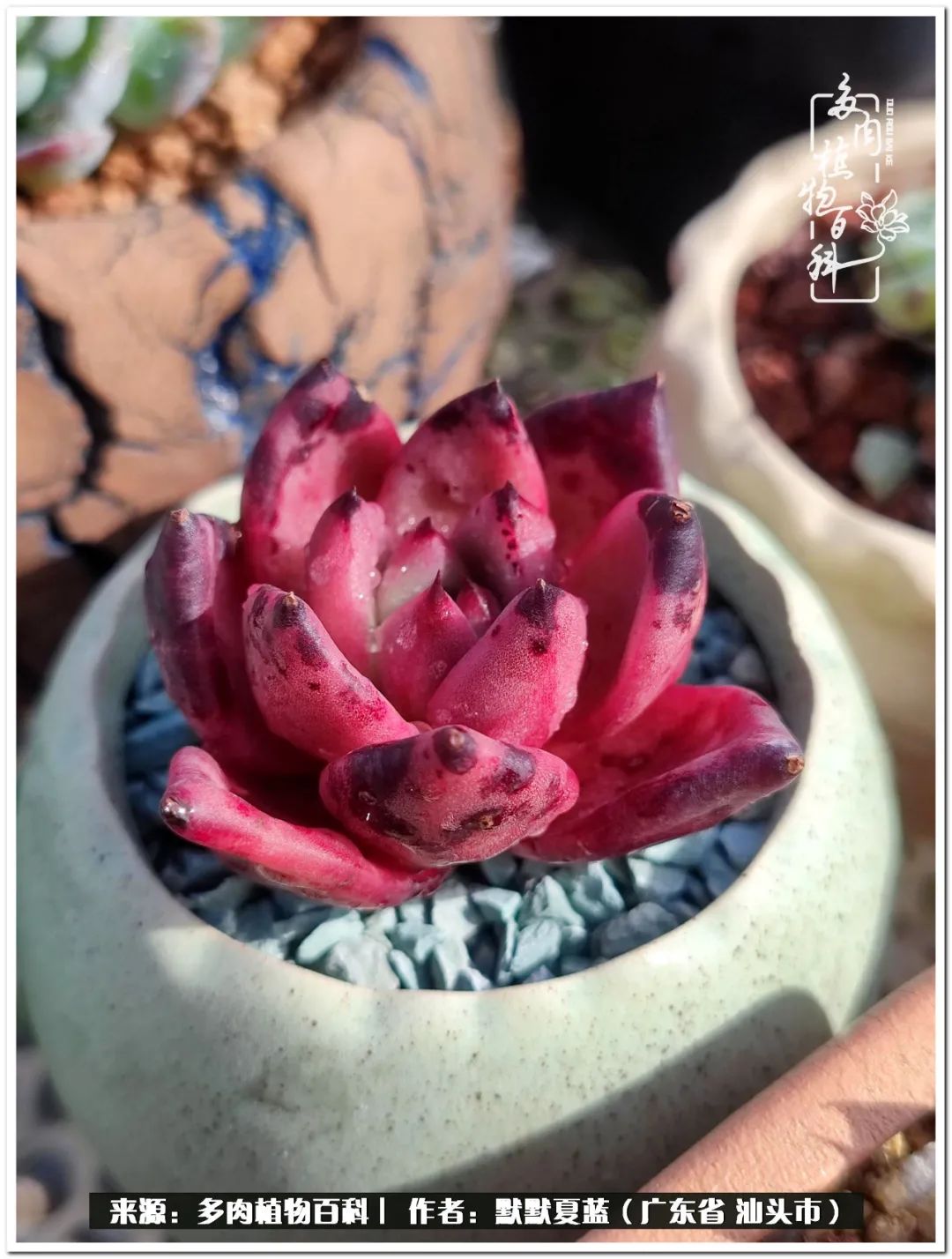 多肉虐我千百遍，我待多肉如初恋