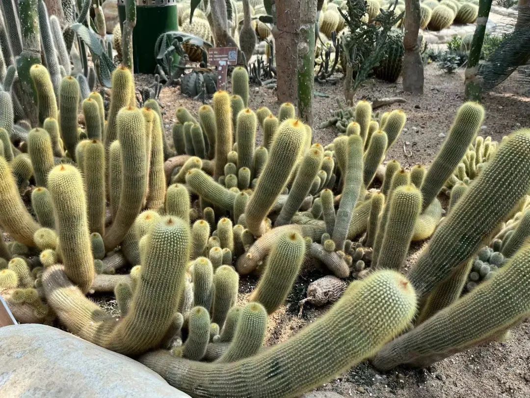 泰达热带植物园4月29日开园，文化之旅，一起鉴定网络热门植物