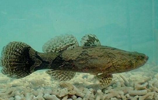 80亩水塘养鱼一年能挣多少钱,老汉养鱼年入千万