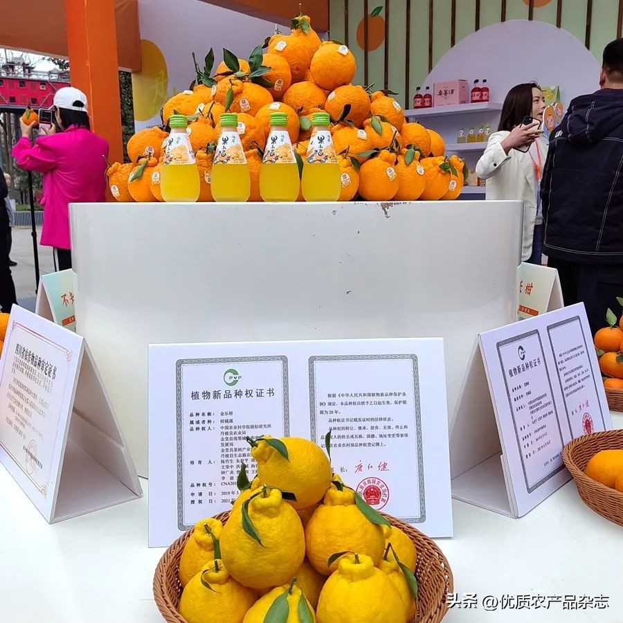 眉山春橘为什么行？