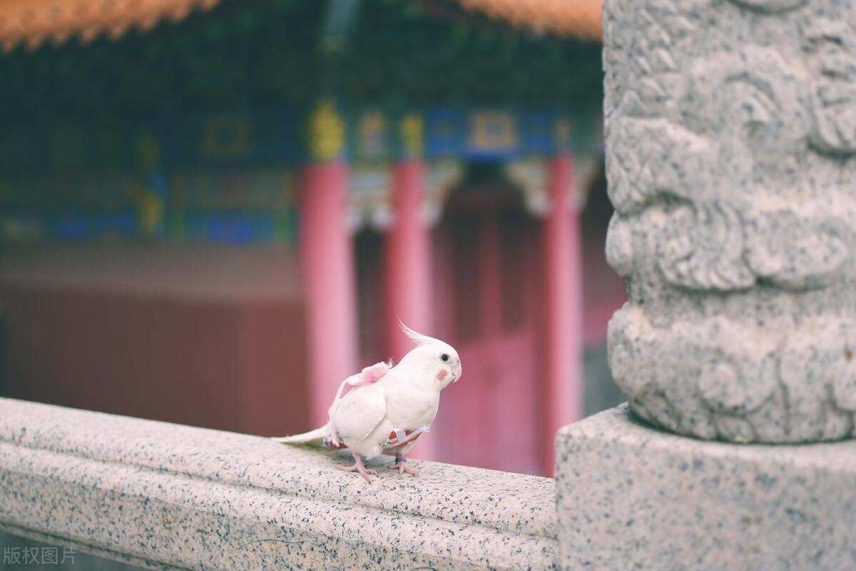 鹦鹉常见疾病和治疗,鹦鹉得马立克氏病存活率