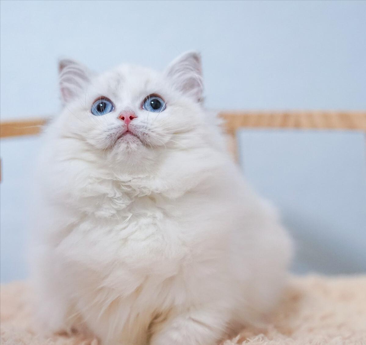 三种被全世界禁养的猫你知道几个,五种被禁养的猫