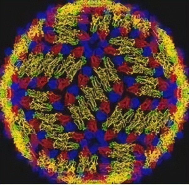预防控制登革热最佳的措施是灭蚊,登革热的症状及预防措施