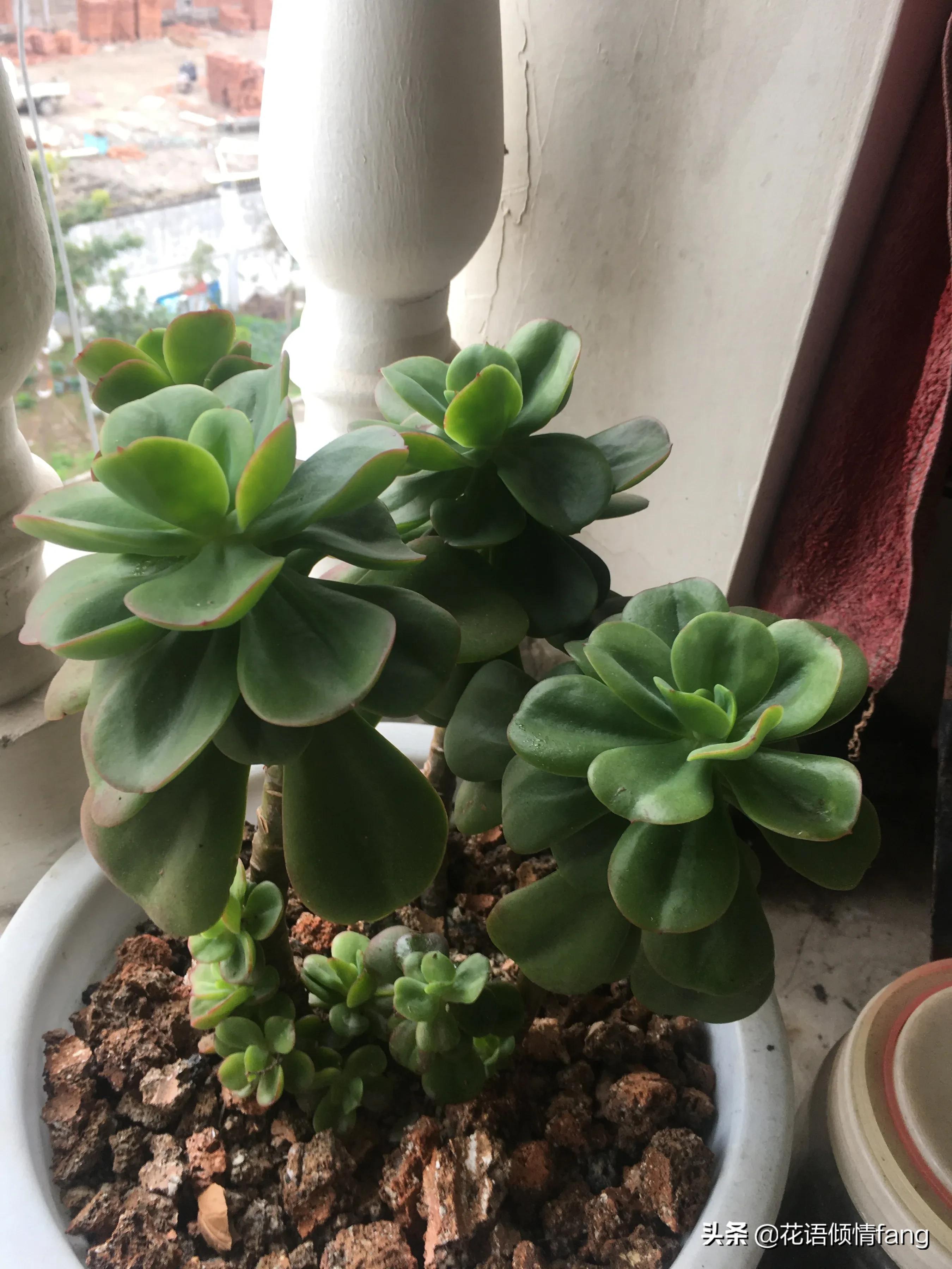 一棵红梅留几个芽头,一棵红梅开万朵花