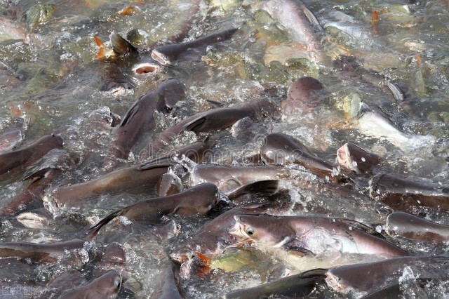 土池养黄鳝一亩需要多少种苗,水泥池塘养殖黄鳝