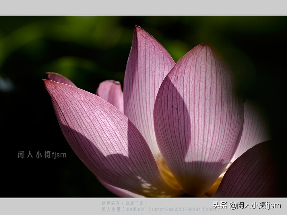 把荷花拍高级的摄影技巧,摄影荷花的拍摄技巧
