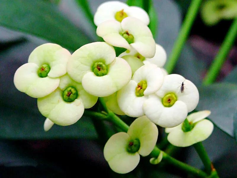 虎刺梅开花像海棠一样红,虎刺红梅花