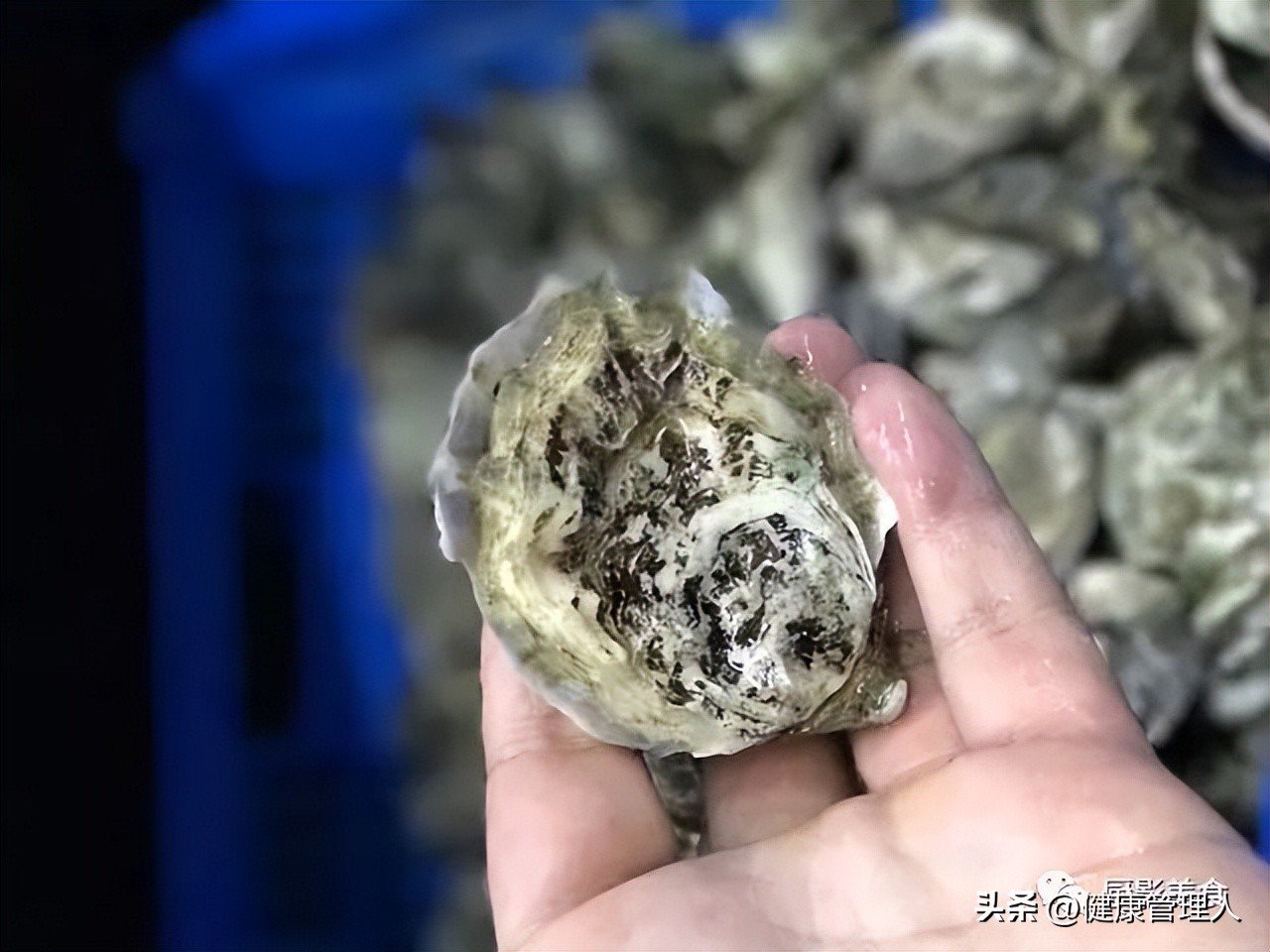 世界顶级海鲜食材,世界顶级的海鲜视频